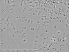 L929 Fibroblasr Cell Line (mouse) Recording At The Beginning Of Measurement
