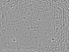 L929 Fibroblasr Cell Line (mouse) Recording After 48 Hours